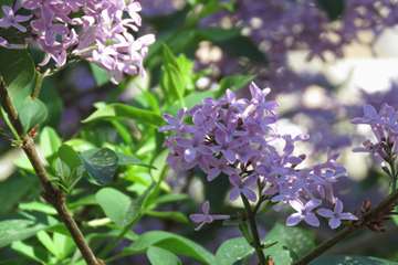 Hospital nature 